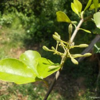 Pisonia aculeata L.